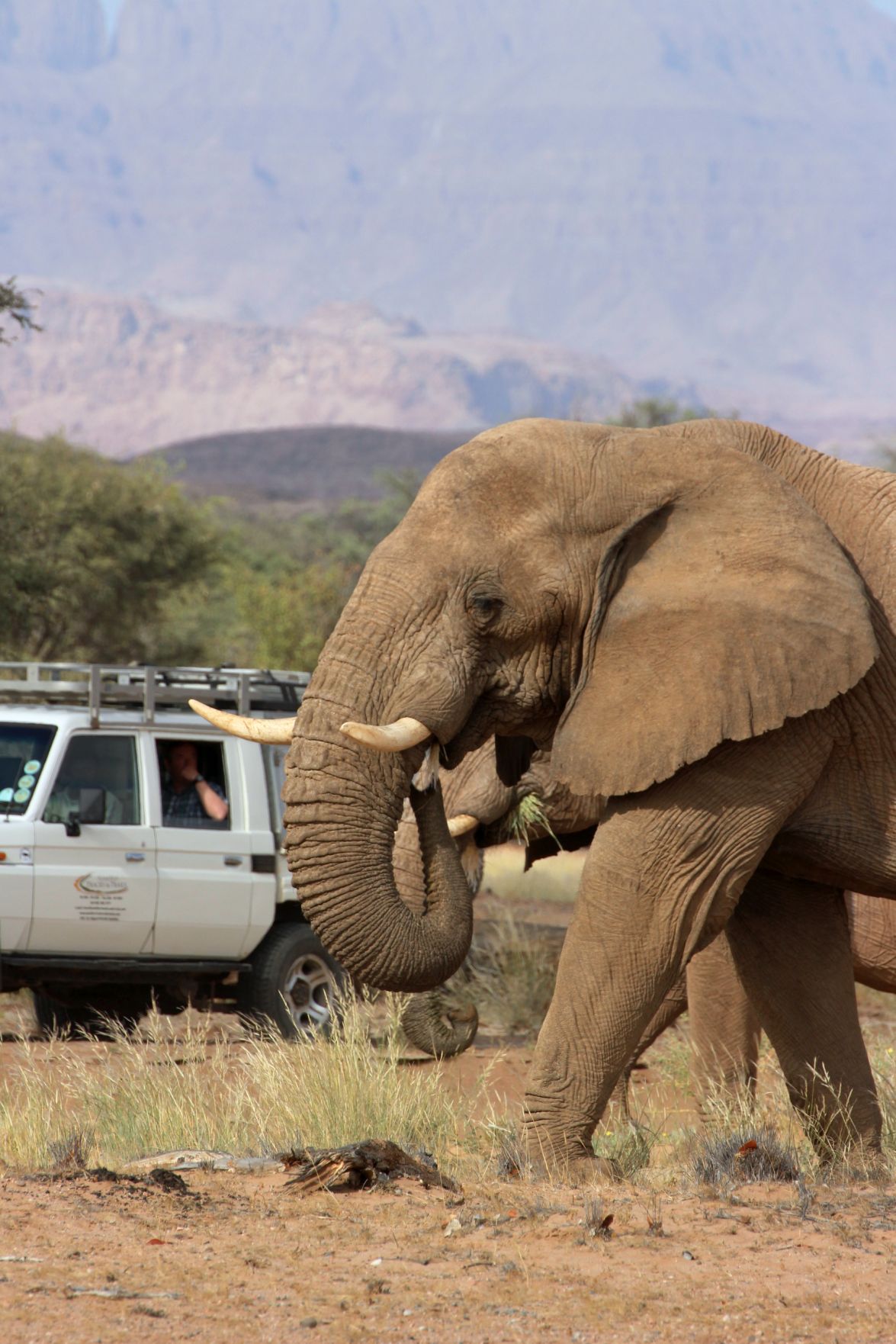 SAFARI The rare Desert Elephant